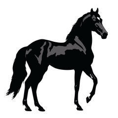 Horse silhouette, SVG isolated graphic, horses, beautiful animal