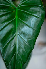 Large green leaf veins, elephant ear plant with reflect of natural sunlight and shades, selective focus. Lush natural texture with blurred background. Fresh tropical bon tree, environment concept