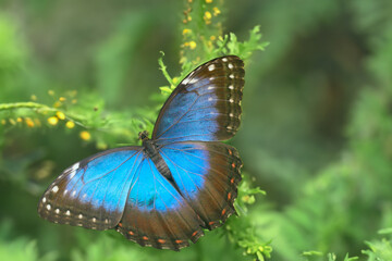 A colorful exotic butterfly in nature.