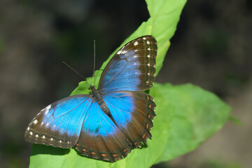 A colorful exotic butterfly in nature.