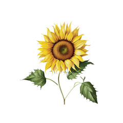 Obraz premium Sunflower illustration graphic svg, yellow, in the white background