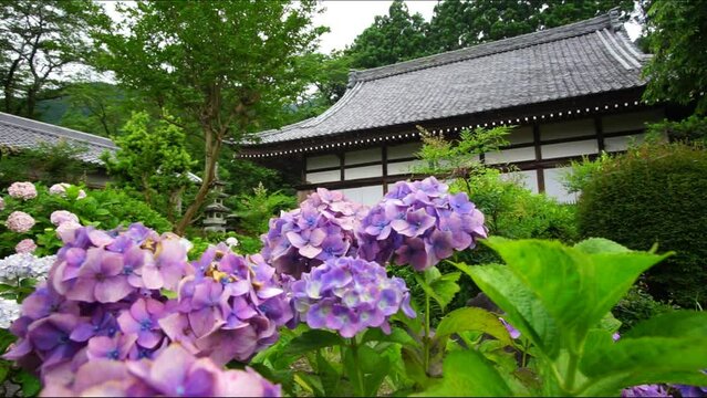 あじさいの咲く梅雨時の弓削寺 （岐阜県揖斐郡, 2023年6月）