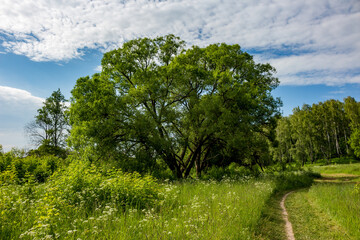 Beautiful green landscape overlooking a walking path running among trees and tall grass
