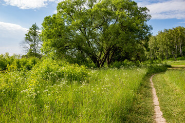 Fototapeta na wymiar Beautiful green landscape overlooking a walking path running among trees and tall grass