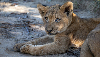 A cute lion cub relaxing in the wild