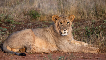 Fototapeta na wymiar A beautiful young lion relaxing in the grass