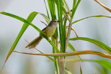 Yellow-Bellied Prinia Sings Out on a Spring Day in Taipei Taiwan