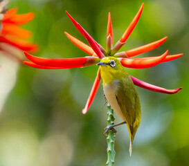 Swinhoe's White-Eye Eyes Exotic Tropical Flower in Taipei Taiwan