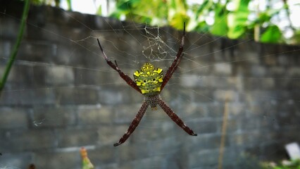 spider on the leaf