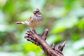 Black-Faced Bunting in Taipei Forest