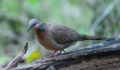 Spotted Dove in Taipei Taiwan Park