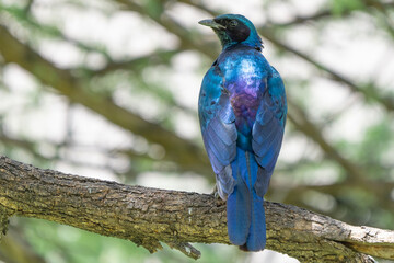 Iridescent Purple Burchell's Starling Perched in a Tree in Namibia Africa