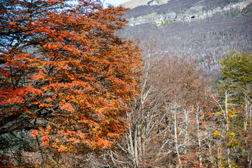 Patagonian Andean vegetation with autumn colors