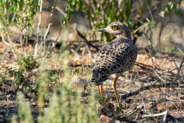 Spotted Thick-knee Travels Through the Bush in Namibia Africa