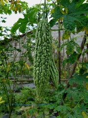 Bitter melon