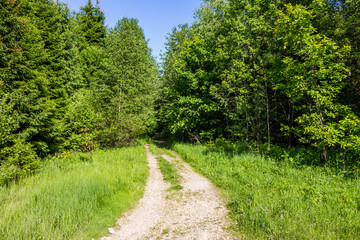 Fototapeta na wymiar Country road leading into a green forest