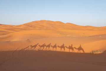 Fototapeta na wymiar A caravan of dromedaries passing the Sahara desert in the evening