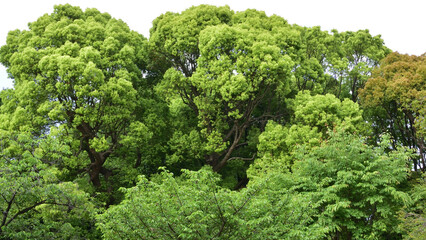 Naklejka premium 上野公園、新緑の森