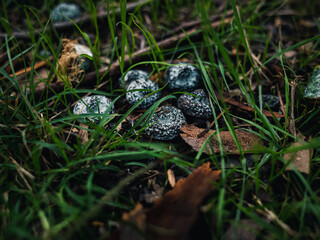 Close up of grass
