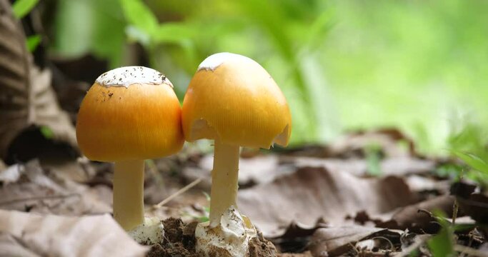 (Amanita vaginata )Amanita vaginata in the wild, mushrooms and rich nature