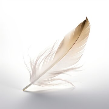 Single White Feather Images – Browse 101,647 Stock Photos, Vectors, and  Video