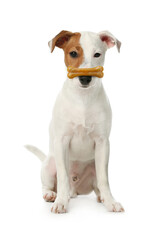 Cute Jack Russell Terrier with bone dog treat on nose against white background