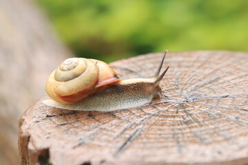 生き生きと活動するカタツムリ