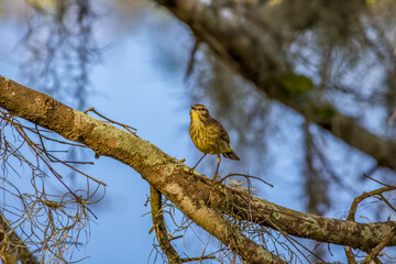 bird on the tree