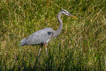 great blue heron