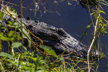 alligator in the swamp