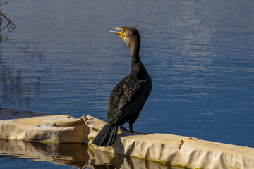 double crested cormorant