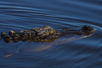 alligator in the water