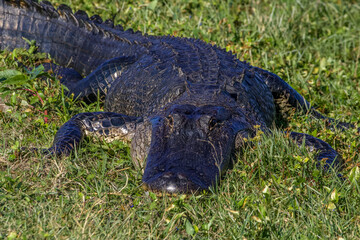 alligator in the grass