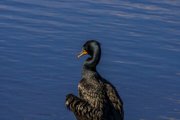 double crested cormorant