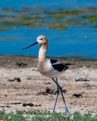 American Avocet dainty on the beach
