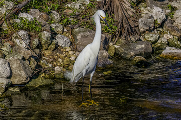 snowy egret
