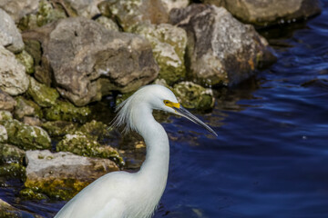 snowy egret