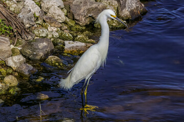 snowy egret