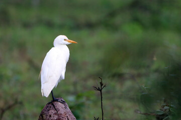 Cattle Egret (Bubulcus ibis) perched on top of a log