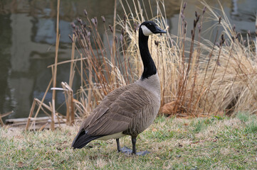 Couple of canadian geese in the park during winter (Virginia, USA)