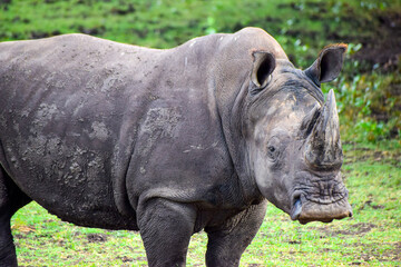 Fototapeta premium Closeup image of Huge Rhinoceros with green grass in background. They are among big 5 animals in africa 