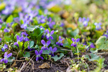 Fototapeta premium Wild wildflowers in a meadow in early spring. Background with selective focus and copy space