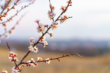 Branches of flowering fruit trees with selective focus. Spring background with copy space