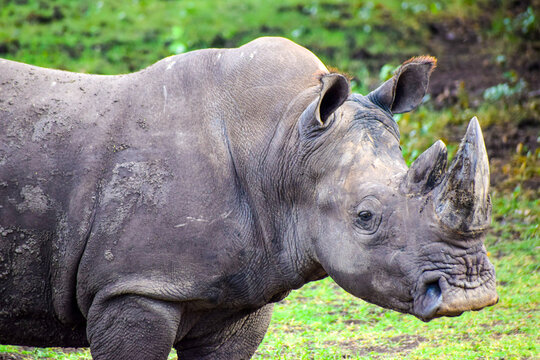 Closeup image of Huge Rhinoceros with green grass in background. They are among big 5 animals in africa 