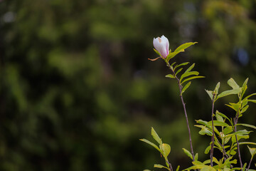 Blooming magnolia. Flower close-up. Greening the urban environment. Background with selective focus