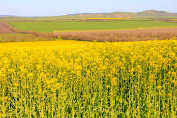 Blooming rapeseed field in early spring. Background with selective focus and copy space for text