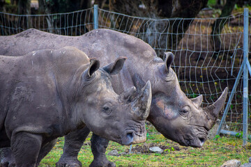 Huge Rhinoceros with horn on their nose. They are among the big 5 mammals in africa