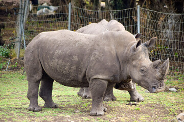 Huge Rhinoceros with horn on their nose. They are among the big 5 mammals in africa