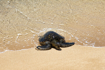 Very young green sea turtle coming out of the ocean up onto a sandy beach on maui.