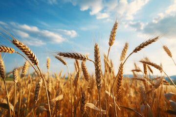 Fototapeta premium A field of wheat with ears in the foreground. Generative AI